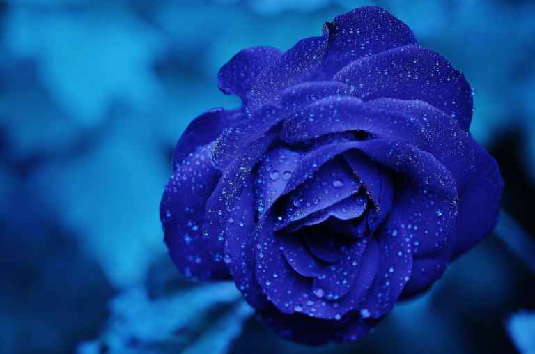 rose-blue-flower-rose-blooms-67636.jpeg